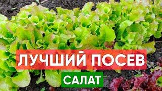 ЛУЧШИЙ ПОСЕВ САЛАТА ранней весной. Секрет хорошего урожая салата