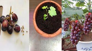 How to grow grapes from store-bought grapes | Grow grapes from seeds