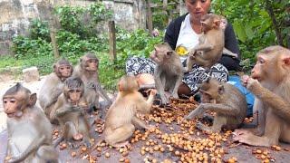 Best clip! All Abandoned monkey and Amber kids join party together without fighting for food