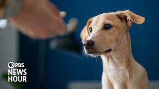 How button boards are changing human-canine communication