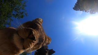 Oregon Zoo lions find hidden camera and fun selfies ensue