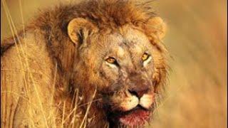 Man Eaters - Legendary Tsavo Lions Documentary