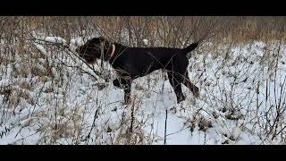 Charlie the German wirehair pointing a bird