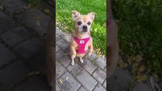 Cute chihuahua 