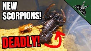 UNBOXING NEW DEADLY SCORPIONS!