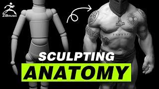 Sculpting Anatomy In Zbrush