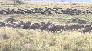 Wildebeest stampede in Masai Mara Kenya