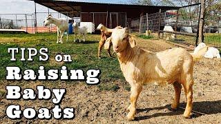 Things YOU Need To Know For Raising Baby Goats | Baby Goat Video