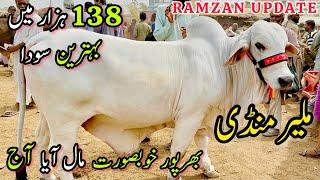 Malir Mandi Karachi Cattle Rates Update | 19 March 2024 |  Cow Mandi 2024