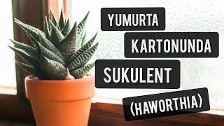 SUKULENT ÇOĞALTMA (YUMURTA KARTONUNDA HAWORTHIA)