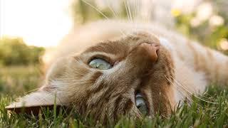 Мяуканье кошки (Звук доброй мяукающей кошки в высоком качестве) | (29 Секунд)