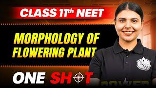 Morphology Of Flowering Plants IN ONE SHOT || Full Concepts & PYQ || Botany Class 11th