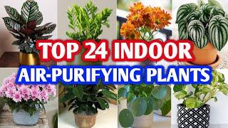 Top 24 Indoor Air-Purifying Plants | Air Purifying Indoor Plants to bring greenary into Home