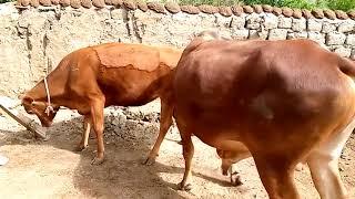 Excellent Strong Bull With Cow _ Part - 1 _ Animal Sex _ Sexy Video
