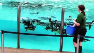 London Zoo - Feeding the Penguins (2015)