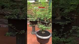 Anput-anput yang masih terus dilos #pohonbonsai #bonsaitree #balakacida #short