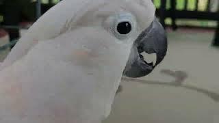 A Cockatoo Hears Thunder ️