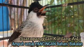 Suara Burung Kutilang Gacor ASLI Tanpa isian, Ampuh untuk Pikat Kutilang bikin kutilang Ribut gacor