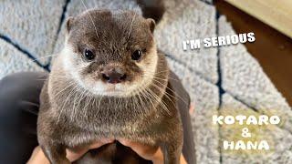 思わず笑ってしまうカワウソコタローのちょっとおバカな日常　Life with Otters is Full of Laughs