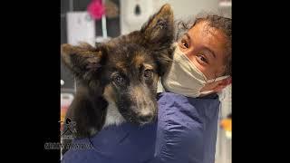 Poppy the Romanian rescue German Shepherd Puppy visits Groom Armada dog spa