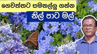 මල් වගාවට කැමති අයට | Plumbago auriculata | Ceylon Agri | Episode 189