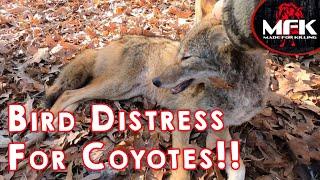 MFK Bird Distress For Coyotes!! (Remember when)