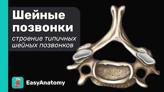 Шейные позвонки. Особенности. Строение типичного шейного позвонка | Easy Anatomy