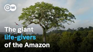 Why the giant kapok tree is so important for the ecosystem in the Amazon rainforest | DW Documentary