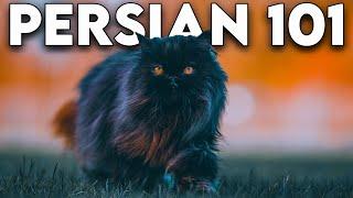Persian Cat 101 - Literally Everything You Need To Know (Updated)