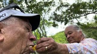 Mama Lou pelting mango in Caura