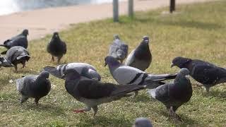 Cat TV  Pigeon Party At The Pond | Birding Videos For Cats And Dogs