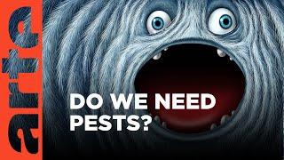 Are Invasive Species Always a Problem? | ARTE.tv Documentary