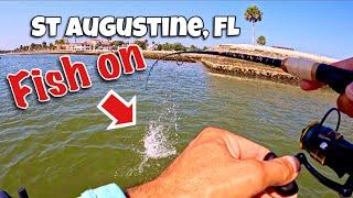AMAZING fishing at the Fort of St Augustine and near it.