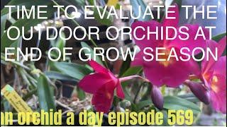 AN ORCHID A DAY EPISODE 569   EVALUATION OF MY OUTDOOR ORCHIDS AND MY COLLECTION AS GROW SEASON ENDS