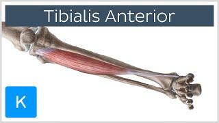 Tibialis Anterior Muscle - Origins & Function - Human Anatomy | Kenhub