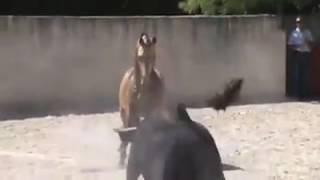 Horse vs Bull ( ferrari vs lamborghini )