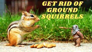 HOW TO GET RID OF GROUND SQUIRRELS PEST REMOVAL GUIDE
