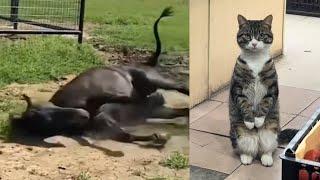 Funny Animal Videos  Funniest Cats and Dogs 2025  #004