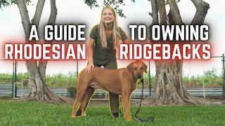A Guide to Owning a Rhodesian Ridgeback dog! | The AFRICAN LION Hunters!