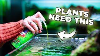 The Ultimate Guide to Choosing Liquid Fertilizers for Aquascaping