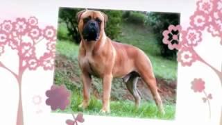 Bullmastiff temperament   Bullmastiff training tips