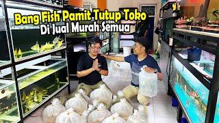 BORONG KOLEKSI CHANNA RARE BANG FISH? BANG FISH PAMIT TUTUP TOKO...