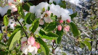 Apple  Flowering and Snow Fall️️️