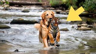 Heartwarming Rescue: Stray Dog Saves and Raises Orphaned Tiger Cub