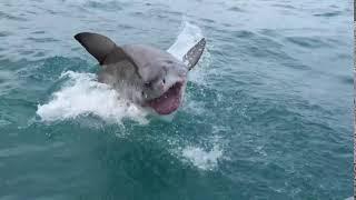 Great White Shark Breaching