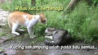 Bahasa Kucing Kalo Lagi Berantem