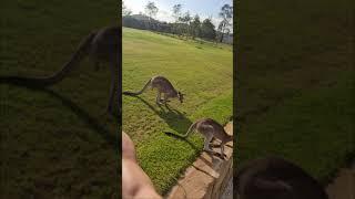 Kangaroos