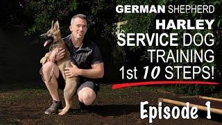 First Ten Steps When Training A Service Dog!