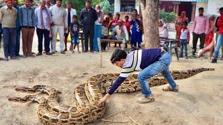 बछड़े को खाने आए दो विशालकाय अजगर साँप | कैमरे में क़ैद हुआ ये हैरतअंगेज़ कारनामा | Pair of Pythons.