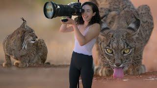 INCREDIBLE WILDLIFE ENCOUNTER: Filming the elusive Iberian lynx from a Photography Hide in Spain